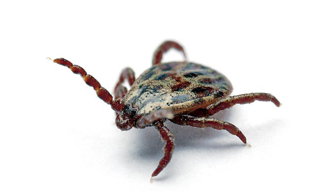 Dedetização de Carrapatos Dedetização de Carrapatos